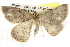  ( - BIOUG09010-D11)  @14 [ ] CreativeCommons - Attribution (2013) CBG Photography Group Centre for Biodiversity Genomics