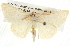  ( - BIOUG09010-E10)  @14 [ ] CreativeCommons - Attribution (2013) CBG Photography Group Centre for Biodiversity Genomics