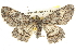  ( - BIOUG09010-F08)  @15 [ ] CreativeCommons - Attribution (2013) CBG Photography Group Centre for Biodiversity Genomics