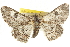  ( - BIOUG09010-F11)  @15 [ ] CreativeCommons - Attribution (2013) CBG Photography Group Centre for Biodiversity Genomics