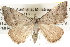  (Dichromodes usurpatrixAH01 - BIOUG09010-G09)  @15 [ ] CreativeCommons - Attribution (2013) CBG Photography Group Centre for Biodiversity Genomics