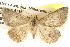  ( - BIOUG09010-H03)  @14 [ ] CreativeCommons - Attribution (2013) CBG Photography Group Centre for Biodiversity Genomics