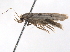  ( - BIOUG09011-F08)  @12 [ ] CreativeCommons - Attribution (2013) CBG Photography Group Centre for Biodiversity Genomics