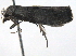  ( - BIOUG09011-G05)  @12 [ ] CreativeCommons - Attribution (2013) CBG Photography Group Centre for Biodiversity Genomics