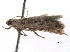  ( - BIOUG09011-H09)  @12 [ ] CreativeCommons - Attribution (2013) CBG Photography Group Centre for Biodiversity Genomics