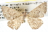  (Dichromodes sp. ANIC75 - BIOUG09012-C08)  @15 [ ] CreativeCommons - Attribution (2013) CBG Photography Group Centre for Biodiversity Genomics