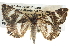  ( - BIOUG11096-B11)  @14 [ ] CreativeCommons - Attribution (2014) CBG Photography Group Centre for Biodiversity Genomics