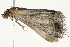  ( - BIOUG11096-D06)  @13 [ ] CreativeCommons - Attribution (2014) CBG Photography Group Centre for Biodiversity Genomics
