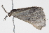  ( - BIOUG11096-E03)  @13 [ ] CreativeCommons - Attribution (2014) CBG Photography Group Centre for Biodiversity Genomics