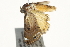  ( - BIOUG11096-H09)  @13 [ ] CreativeCommons - Attribution (2014) CBG Photography Group Centre for Biodiversity Genomics