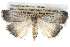  ( - BIOUG11097-C01)  @13 [ ] CreativeCommons - Attribution (2014) CBG Photography Group Centre for Biodiversity Genomics