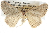  ( - BIOUG11097-E09)  @14 [ ] CreativeCommons - Attribution (2014) CBG Photography Group Centre for Biodiversity Genomics
