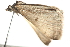  ( - BIOUG11097-F03)  @13 [ ] CreativeCommons - Attribution (2014) CBG Photography Group Centre for Biodiversity Genomics