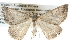  ( - BIOUG11097-F05)  @13 [ ] CreativeCommons - Attribution (2014) CBG Photography Group Centre for Biodiversity Genomics
