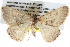  ( - BIOUG11097-F10)  @13 [ ] CreativeCommons - Attribution (2014) CBG Photography Group Centre for Biodiversity Genomics