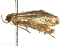  ( - BIOUG11098-C01)  @12 [ ] CreativeCommons - Attribution (2014) CBG Photography Group Centre for Biodiversity Genomics