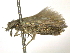  ( - BIOUG11098-E07)  @12 [ ] CreativeCommons - Attribution (2014) CBG Photography Group Centre for Biodiversity Genomics
