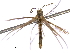  ( - BIOUG11099-C02)  @12 [ ] CreativeCommons - Attribution (2014) CBG Photography Group Centre for Biodiversity Genomics