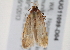  ( - BIOUG11099-D04)  @12 [ ] CreativeCommons - Attribution (2014) CBG Photography Group Centre for Biodiversity Genomics