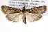  (Achyra affinitalis - BIOUG11880-C07)  @15 [ ] CreativeCommons - Attribution (2014) CBG Photography Group Centre for Biodiversity Genomics