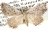  ( - BIOUG11880-G10)  @14 [ ] CreativeCommons - Attribution (2014) CBG Photography Group Centre for Biodiversity Genomics