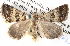  (Dichromodes AH08Au - BIOUG11880-G12)  @14 [ ] CreativeCommons - Attribution (2014) CBG Photography Group Centre for Biodiversity Genomics