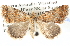  ( - BIOUG11880-H03)  @11 [ ] CreativeCommons - Attribution (2014) CBG Photography Group Centre for Biodiversity Genomics