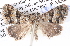  ( - BIOUG11881-A07)  @13 [ ] CreativeCommons - Attribution (2014) CBG Photography Group Centre for Biodiversity Genomics