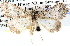  ( - BIOUG11881-A08)  @11 [ ] CreativeCommons - Attribution (2014) CBG Photography Group Centre for Biodiversity Genomics