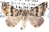  ( - BIOUG11881-A12)  @13 [ ] CreativeCommons - Attribution (2014) CBG Photography Group Centre for Biodiversity Genomics