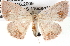  ( - BIOUG11881-C10)  @14 [ ] CreativeCommons - Attribution (2014) CBG Photography Group Centre for Biodiversity Genomics