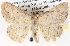  ( - BIOUG11881-D01)  @14 [ ] CreativeCommons - Attribution (2014) CBG Photography Group Centre for Biodiversity Genomics