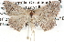  (Dichromodes AH02Au - BIOUG11881-E03)  @15 [ ] CreativeCommons - Attribution (2014) CBG Photography Group Centre for Biodiversity Genomics