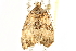  ( - BIOUG12056-E04)  @12 [ ] CreativeCommons - Attribution (2014) CBG Photography Group Centre for Biodiversity Genomics