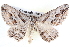  ( - BIOUG12056-G09)  @14 [ ] CreativeCommons - Attribution (2014) CBG Photography Group Centre for Biodiversity Genomics