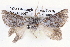  ( - BIOUG12056-G11)  @14 [ ] CreativeCommons - Attribution (2014) CBG Photography Group Centre for Biodiversity Genomics
