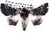  ( - BIOUG12056-H04)  @14 [ ] CreativeCommons - Attribution (2014) CBG Photography Group Centre for Biodiversity Genomics