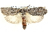  ( - BIOUG12056-H10)  @11 [ ] CreativeCommons - Attribution (2014) CBG Photography Group Centre for Biodiversity Genomics