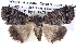  ( - BIOUG12057-C08)  @14 [ ] CreativeCommons - Attribution (2014) CBG Photography Group Centre for Biodiversity Genomics