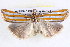  ( - BIOUG12057-D09)  @14 [ ] CreativeCommons - Attribution (2014) CBG Photography Group Centre for Biodiversity Genomics