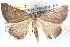  ( - BIOUG12058-D07)  @15 [ ] CreativeCommons - Attribution (2014) CBG Photography Group Centre for Biodiversity Genomics