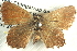  ( - BIOUG12058-E12)  @13 [ ] CreativeCommons - Attribution (2014) CBG Photography Group Centre for Biodiversity Genomics