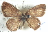  ( - BIOUG12058-F12)  @13 [ ] CreativeCommons - Attribution (2014) CBG Photography Group Centre for Biodiversity Genomics