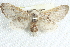  ( - BIOUG12058-H09)  @13 [ ] CreativeCommons - Attribution (2014) CBG Photography Group Centre for Biodiversity Genomics
