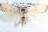 ( - BIOUG12058-H11)  @13 [ ] CreativeCommons - Attribution (2014) CBG Photography Group Centre for Biodiversity Genomics