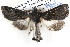  ( - BIOUG12059-D04)  @12 [ ] CreativeCommons - Attribution (2014) CBG Photography Group Centre for Biodiversity Genomics