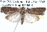 ( - BIOUG12059-F06)  @14 [ ] CreativeCommons - Attribution (2014) CBG Photography Group Centre for Biodiversity Genomics
