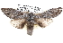  ( - BIOUG12060-A07)  @14 [ ] CreativeCommons - Attribution (2014) CBG Photography Group Centre for Biodiversity Genomics