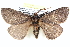  ( - BIOUG12060-C02)  @15 [ ] CreativeCommons - Attribution (2014) CBG Photography Group Centre for Biodiversity Genomics