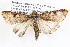 ( - BIOUG12060-D08)  @14 [ ] CreativeCommons - Attribution (2014) CBG Photography Group Centre for Biodiversity Genomics